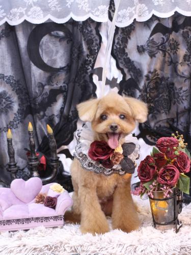 20231012チップくん